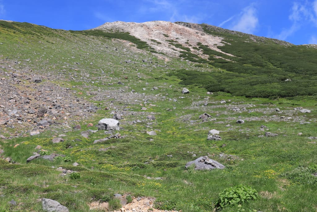 白山の高山植物と御前峰