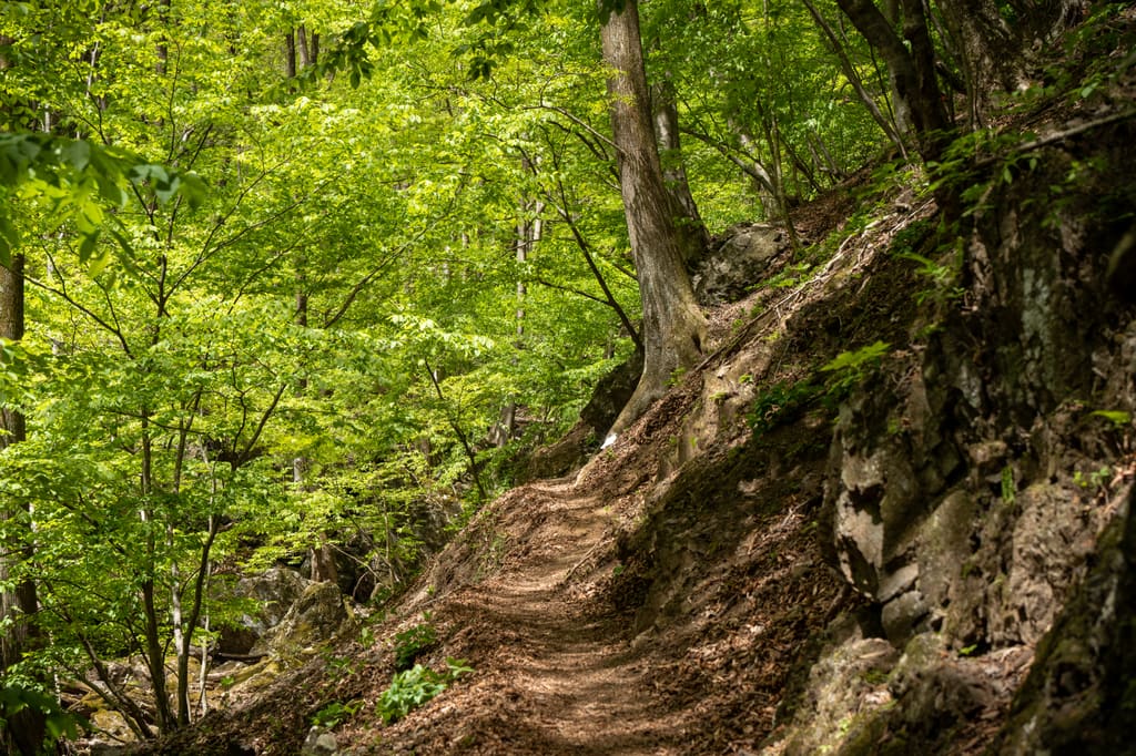 新緑の両神山の登山道