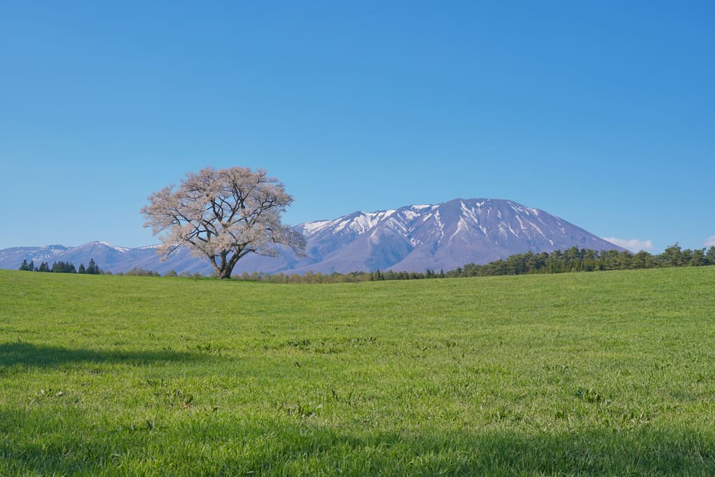 小岩井農場の一本桜と岩手山